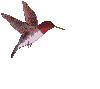 uccello