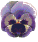 viole viole